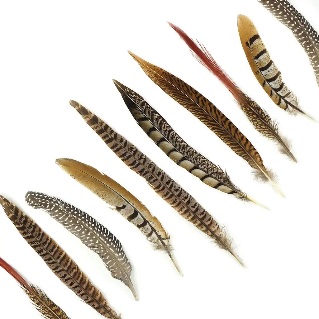 Tall Pheasant  Feathers